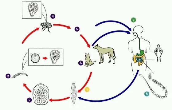 Dipylidium caninum. Дипилидиоз собак цикл развития. Огуречный цепень цикл развития. Жизненный цикл огуречного цепня. Цикл развития тыквовидного цепня.