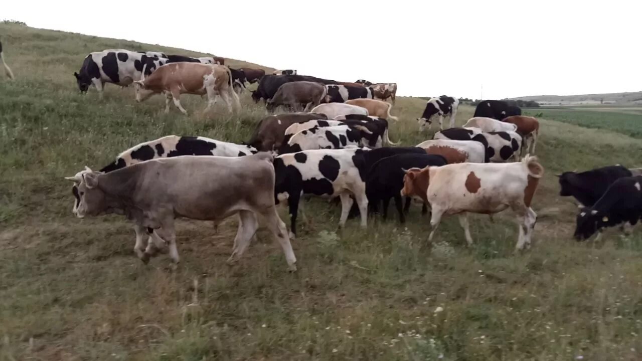 Бычек могурнда. Ооо сибирские бычки. Бычки видео. Черный бычок теленок 1 месяц. Бык калмыцкой породы племенные.