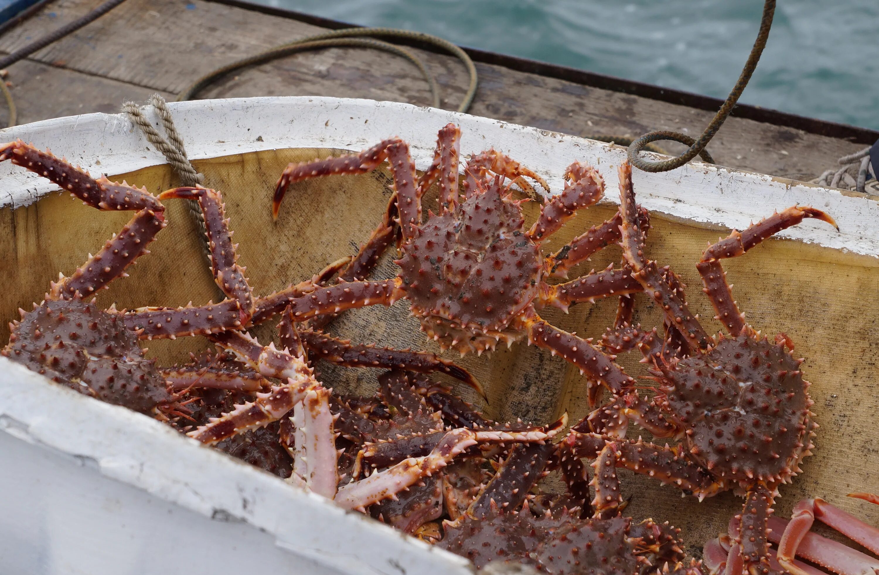 Хранение крабов. Берингово море Крабы. Краб Камчатский. Самый большой Камчатский краб. Самка Камчатского краба.