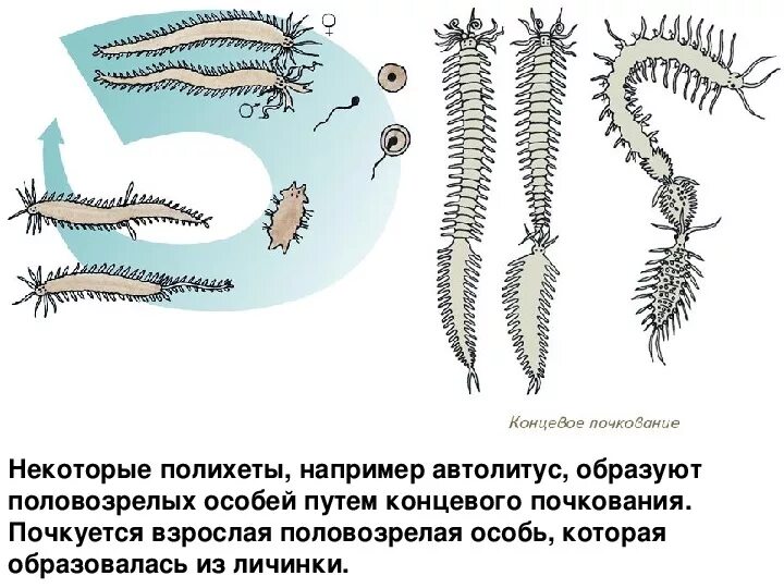 Кольчатые черви половая. Бесполое размножение кольчатых червей. Тип кольчатые черви Annelida. Вегетативное размножение кольчатых червей. Развитие кольчатых червей схема.
