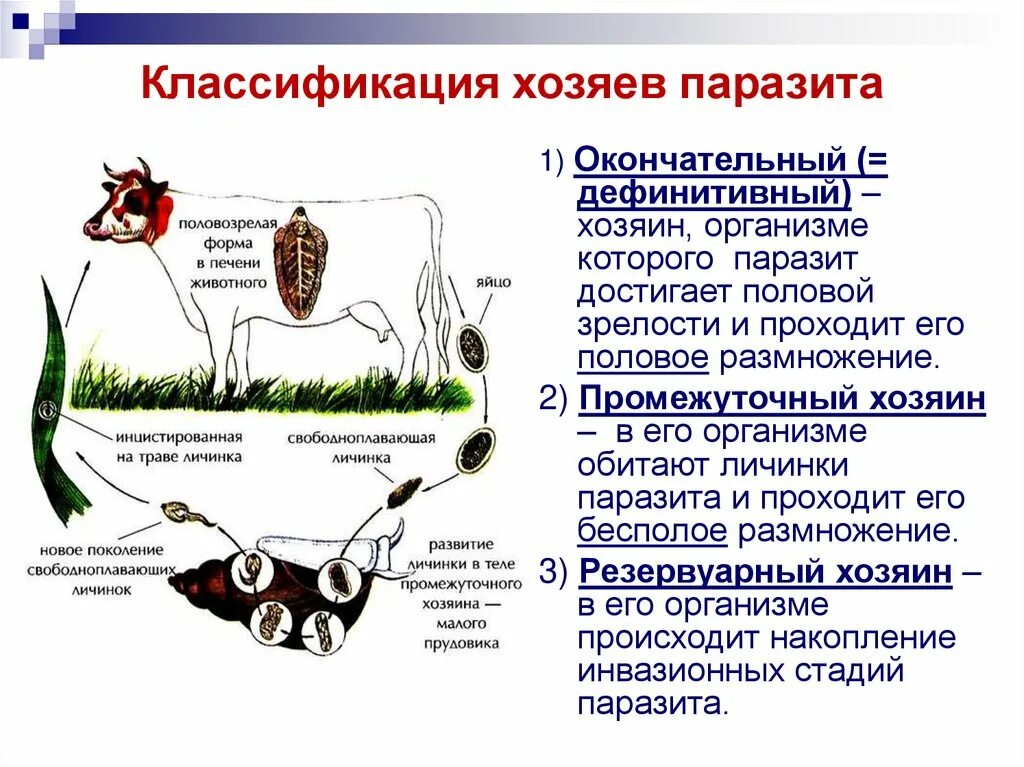 Можно ли считать комара промежуточным хозяином. Жизненные циклы паразитических червей. Цикл развития печеночного сосальщика. Инвазионная стадия развития паразита. Классификация хозяев паразитов.