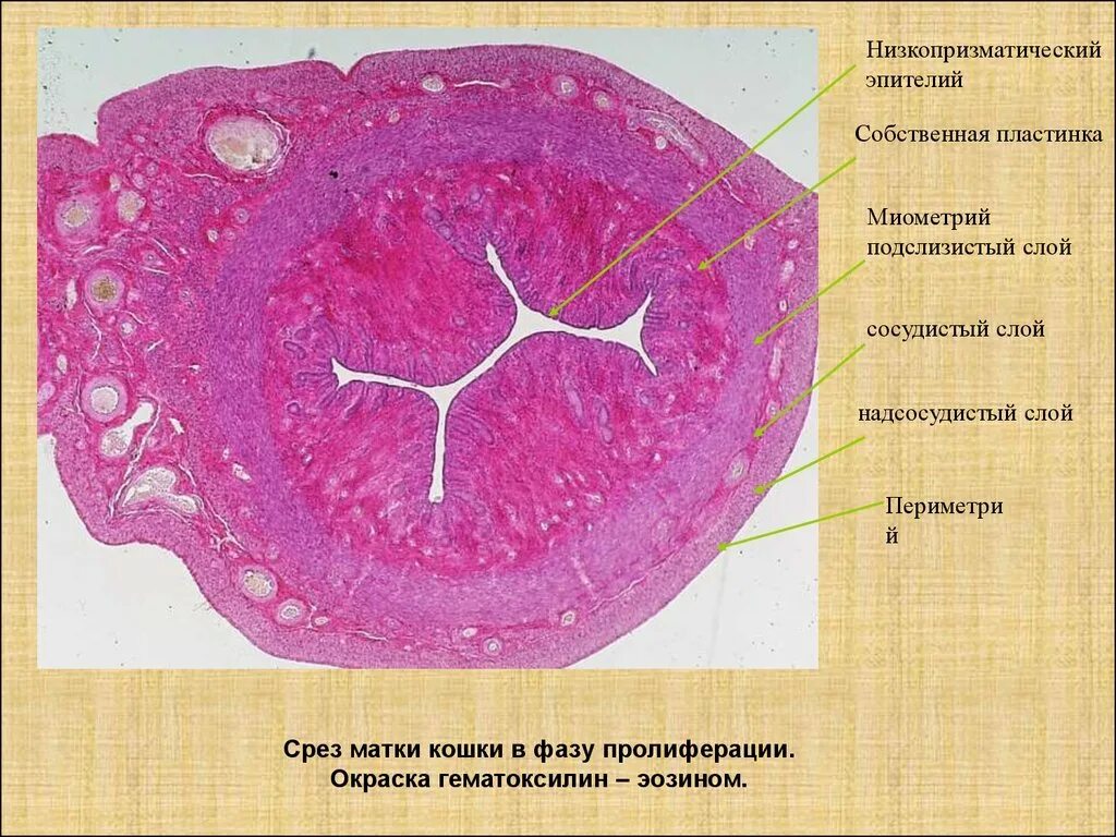 Строение эндометрия. Маточная труба яйцевод гистология. Эндометрия препарат гистология. Строение матки гистология.