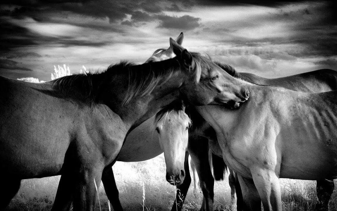 Любовь лошадей. Две лошади. Картинки лошадей. Две лошади любовь.