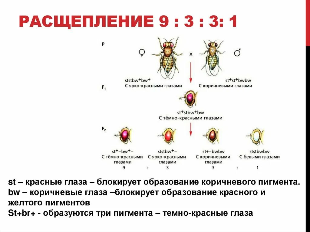 Взаимодействие неаллельных генов расщепление. Плейотропия неаллельных генов. Расщепление 3 3 1 1. Плейотропия схема скрещивания. Расщепление в отношении 3 1