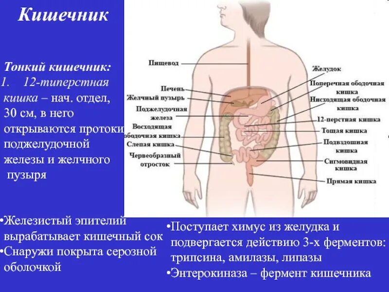 12 Перстная кишка печень и поджелудочная. Поджелудочный кишечник. Поджелудочная железа и кишечник. Желудок поджелудочная кишечник. Тонкий кишечник и печень