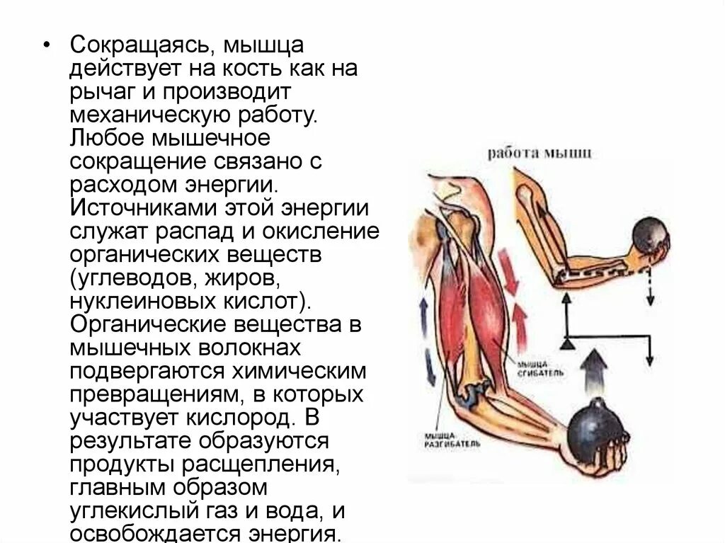 Основные работы мышц. Работа мышц. Работа мышц схема. Мышцы сокращаются. Сокращение мышц.