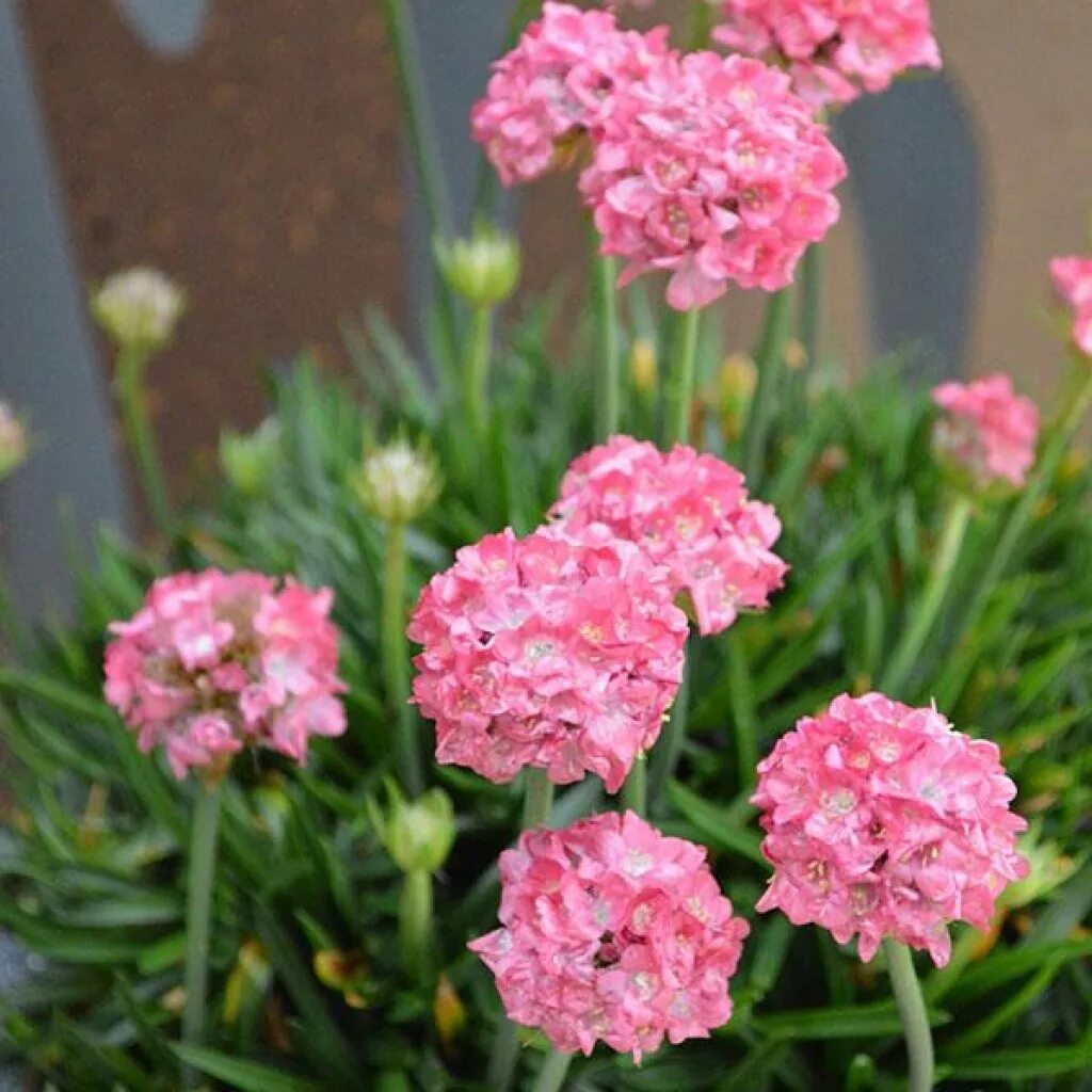 Армерия ложноармерия. Армерия многолетник. Armeria pseudarmeria. Армерия ложноармерия балерина Вайт. Армерия купить семена