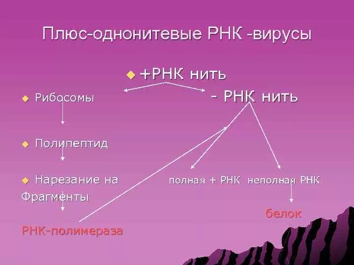 РНК однонитевые вирусы. Минус РНК. Плюс РНК вирусы. Плюс нить РНК.