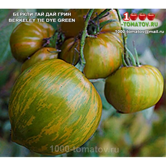 томат беркли тай. томат беркли тай дай грин отзывы. томат тай дай грин. томат тай дай грин. томат беркли тай дай грин отзывы.