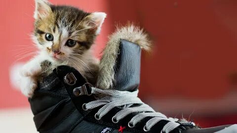 Обои с крутыми котами