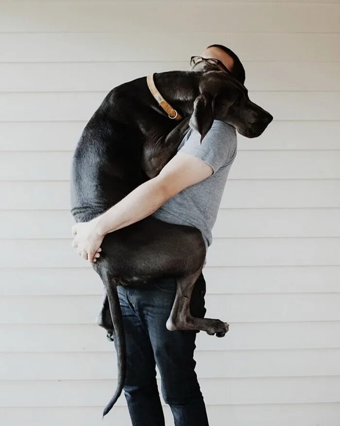 Люблю больших собак. Большая.собакатна руках. Собака на руках. Собаки обнимаются. Человек с большой собакой на руках.