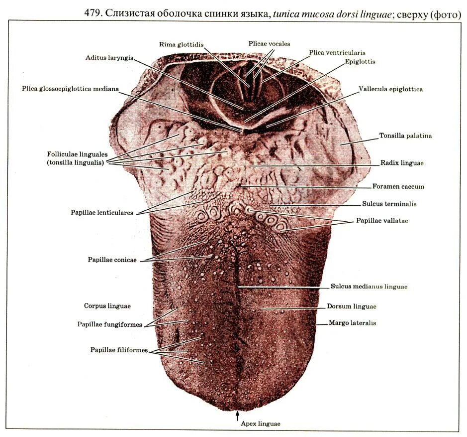Слизистая оболочка языка анатомия. Поверхность корня языка. Строение языка человека снизу.