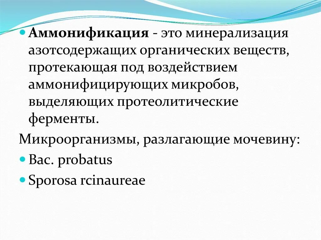 Аммонификация. Аммонифицирующие микроорганизмы. Аммонификация бактерии. Процесс аммонификации.