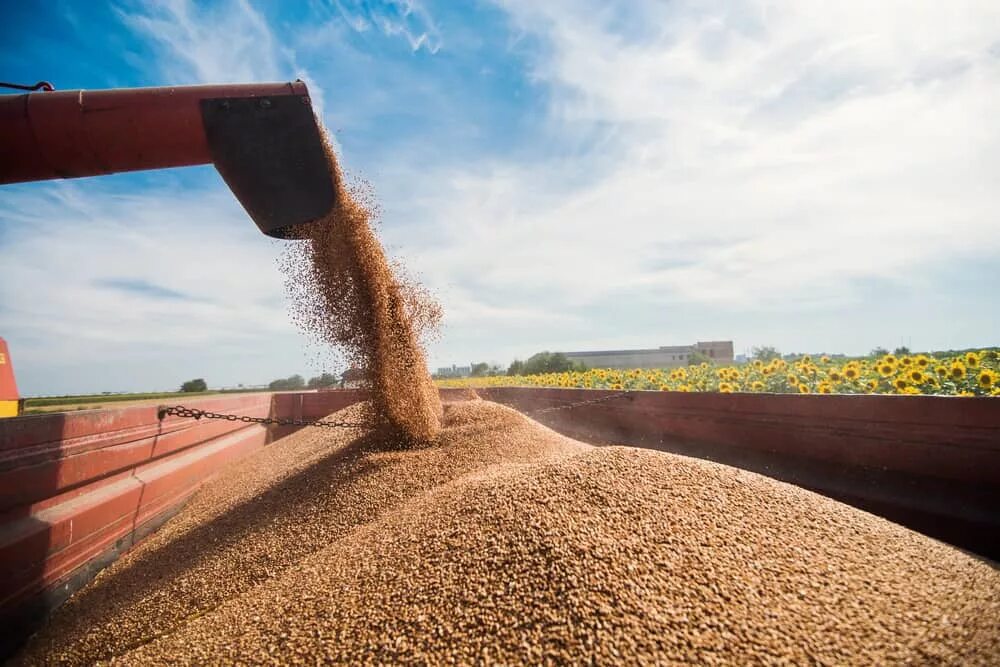 порванный мешок с зерном. пшеница из мешка. зерно высыпается. хранение зерна. ворох зерна.