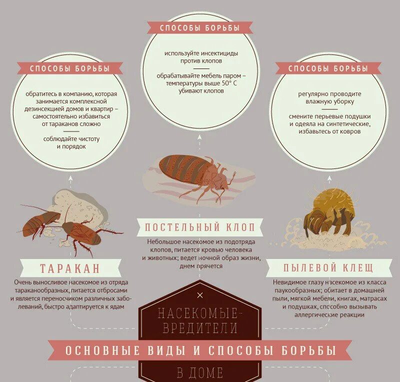 Какие болезни переносят клопы