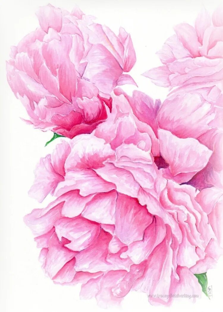 Пионы рисунок акварелью. Пиони пинк (peony pink). пудровые пионы акварель. акварель тюлькина пионы. цветы пионы акварель.