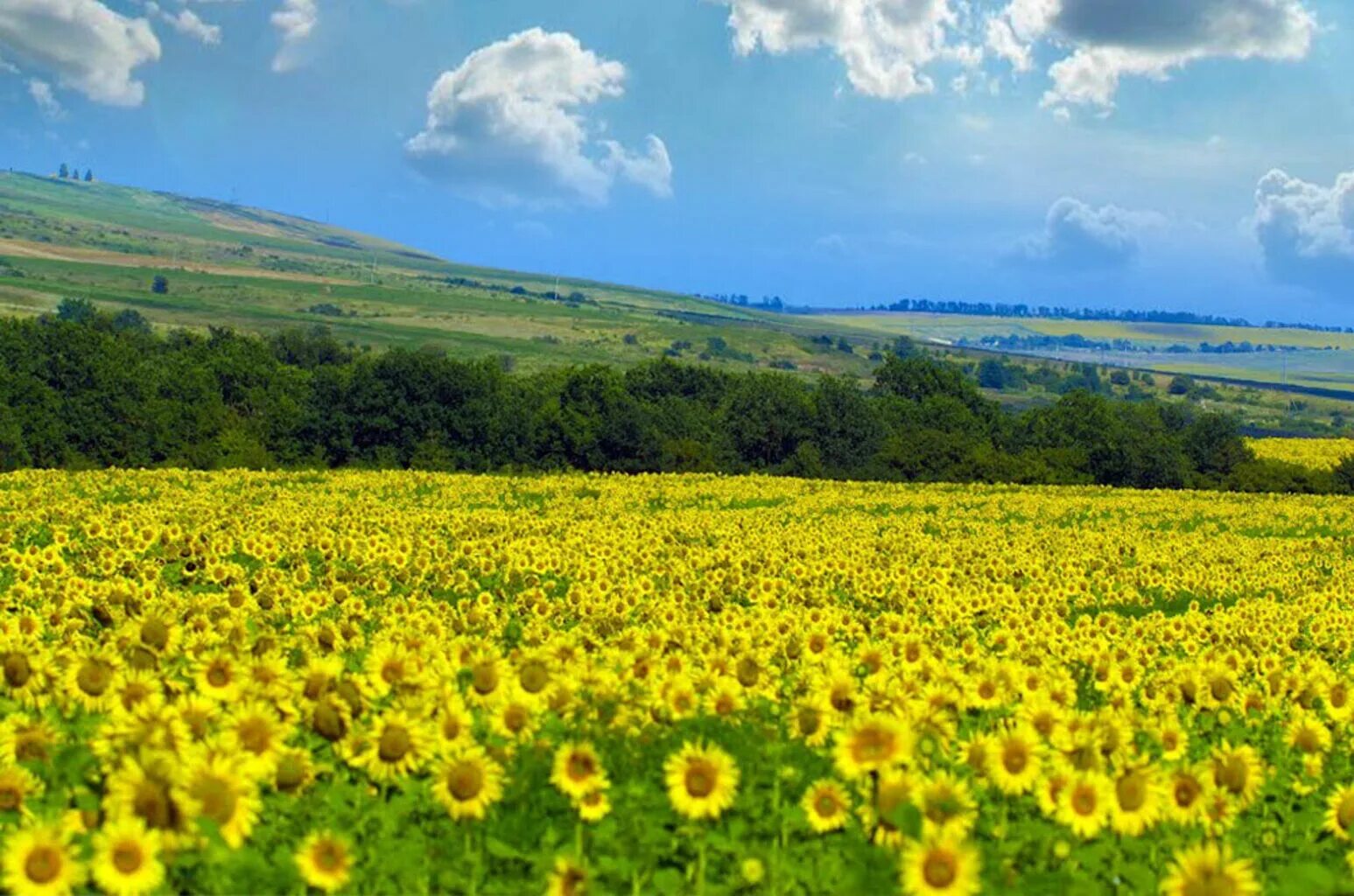 Любимый краснодарский край. Кубань Краснодарский край. Пейзажи Кубани. Красивая природа Кубани. Поля Кубани.