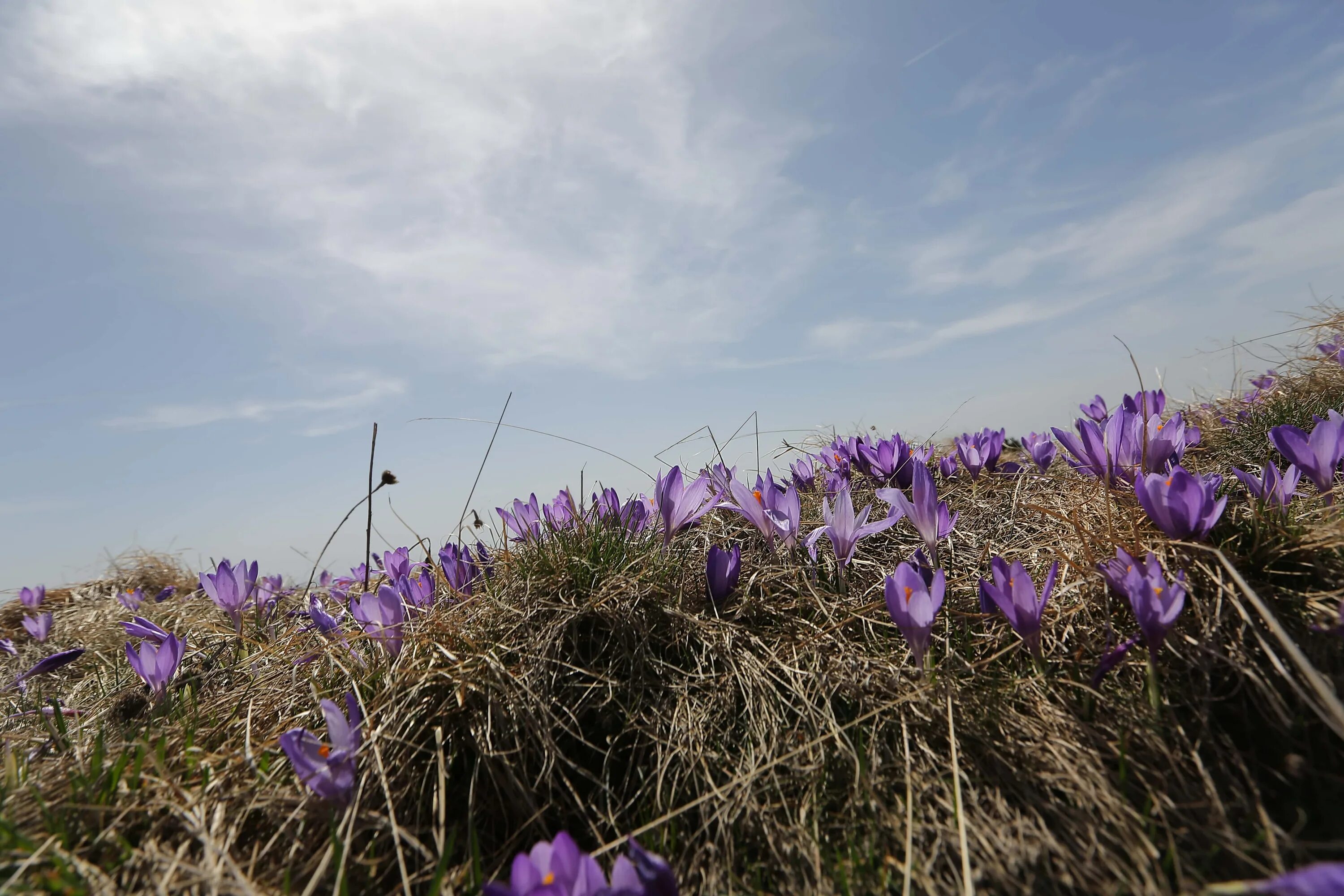 Крокус холм. Крокусы Бештау. Шафран Долинный Crocus vallicola. Шафран поле. Шафран Иран поле.