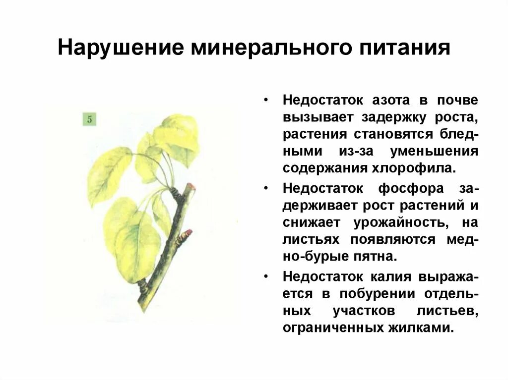 Нарушение минерального питания растений. Недостаток азота у растений. Недостаток минерального питания растений. Недостаток питания у растений.