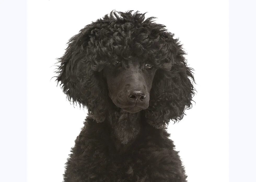 Голова черного пуделя. Собака пудель карликовый. Черный пудель. Той пудель черный.
