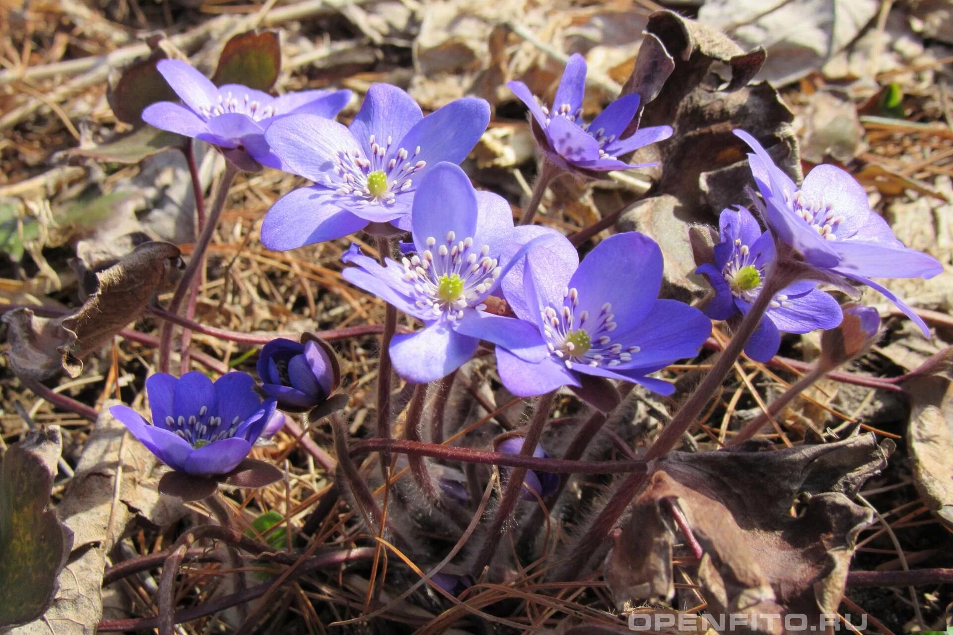 Печеночница Нобилис. Печеночница благородная (hepatica Nobilis). Первоцвет печеночница. Печеночницы (hepatica).