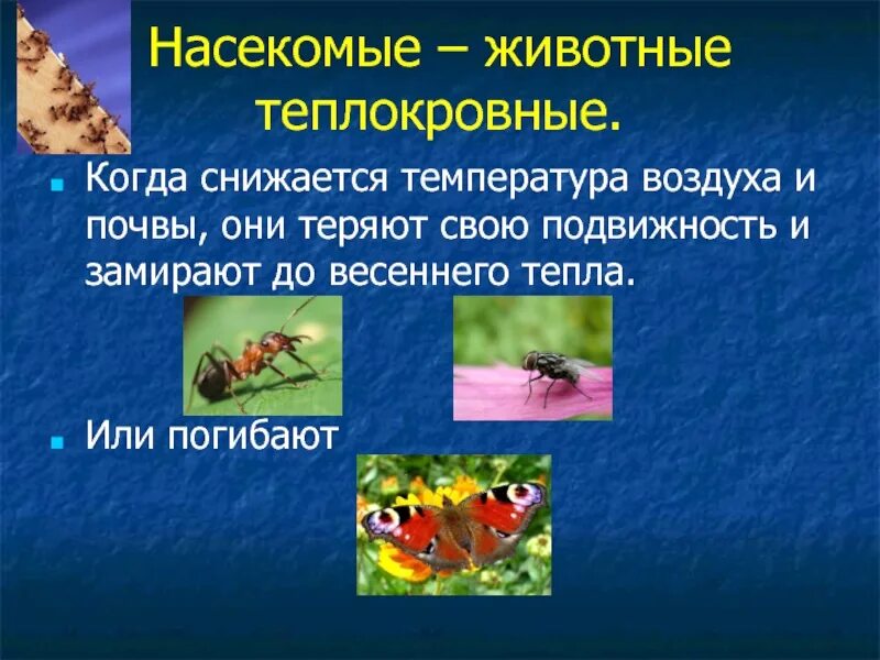 Сезонные изменения насекомых