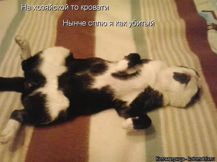 Да сплю я сплю. Собака валяется на диване. Будешь спать как убитый. Будешь спать как убитый. Катя спит она устала.