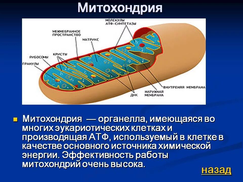 5 строение митохондрий. Строение митохондрии эукариотической клетки. Строение митохондрии кратко. Строение митохондрии клетки. Строение митохондрии клетки животного.