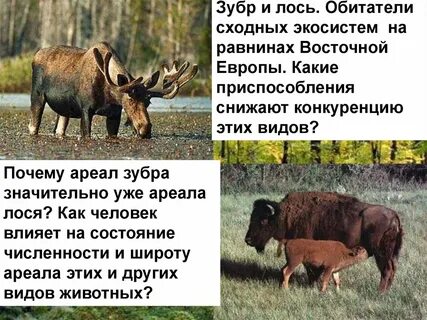 Лось и лось тип взаимоотношений
