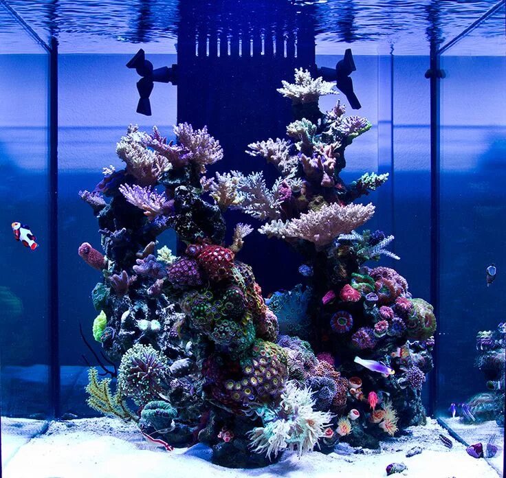 High End Reefing - Kyle Elder’s 200 Gallon Reef - https://reefs.com/2018/05/15/h