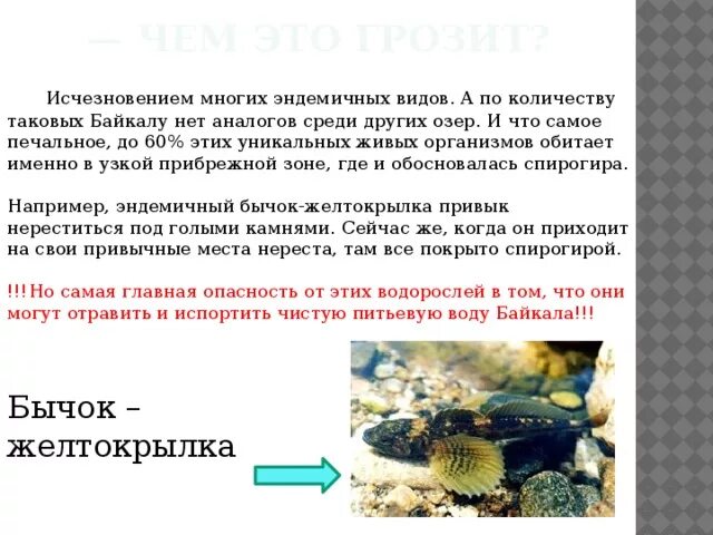 Озеро Байкал живые организмы. Уникальные живые организмы. Эндемичные обитатели Байкала. Эндемичные виды организмов Байкала.
