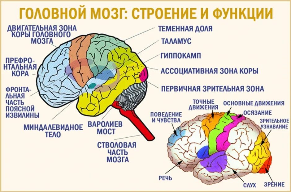 Строение долей головного мозга с функциями. Функции отделов головного мозга схема. Функции отделов коры головного мозга. Строение коры головного мозга, отделы.