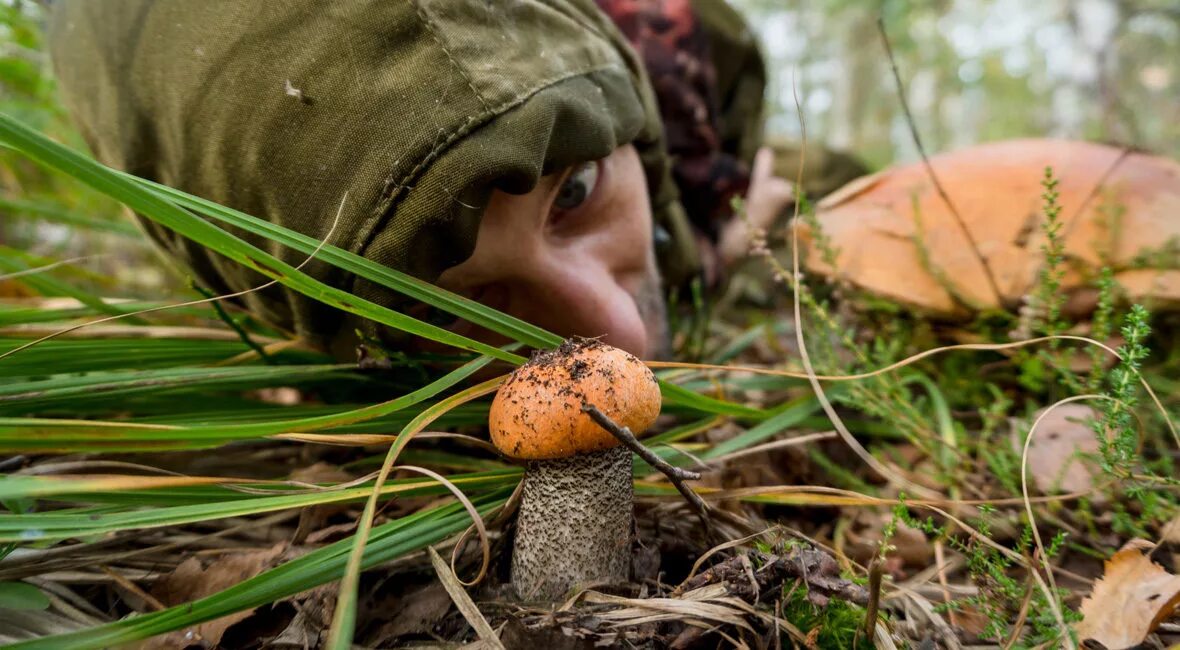 что собирают люди увлекающиеся тихой охотой. антон кошкин грибник.