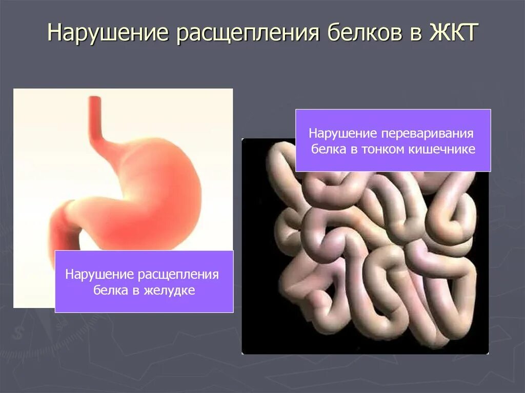 Где расщепление белков. В пищеварительном тракте белки расщепляются. Нарушение расщепления белка в ЖКТ. Белки расщепляются в ЖКТ. Расщепление белков в ЖКТ.