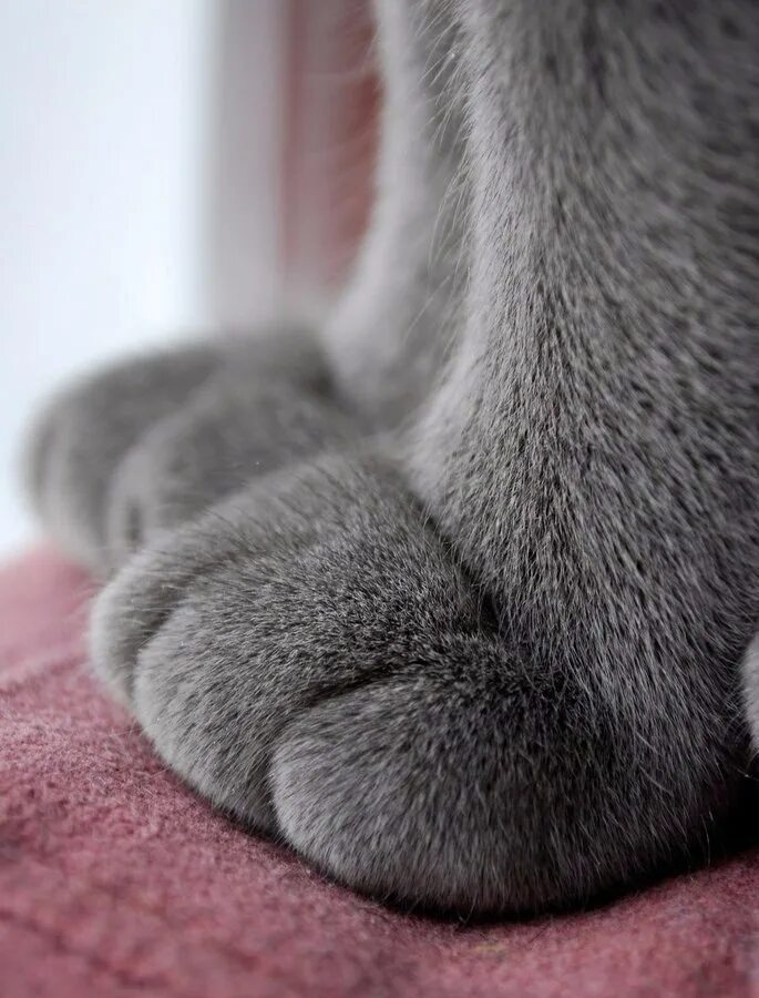 Лапка котика. Кошачьи подушечки. Серые кошачьи лапки. Кошачья лапа. Фотография лапки