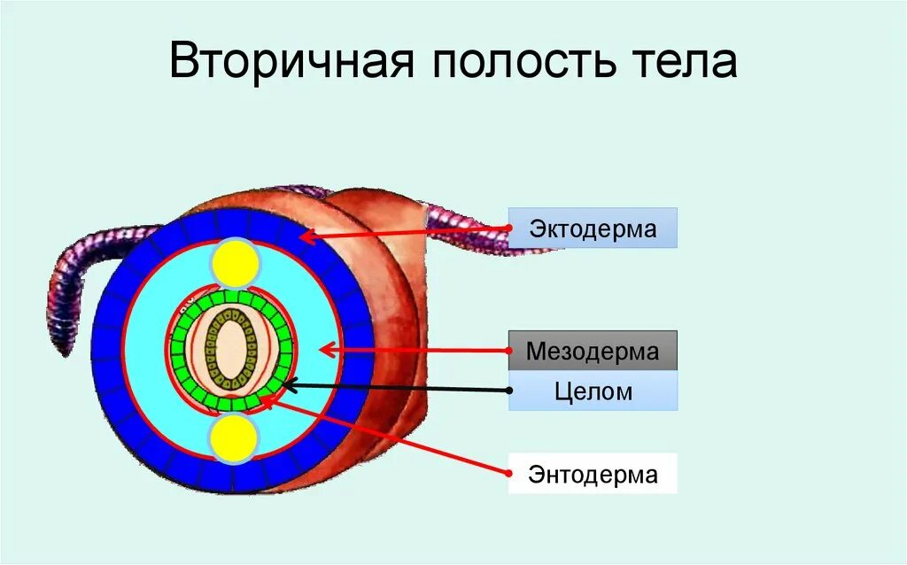 Полости тела червя находится. Целлом вторичная полость тела. Кольчатые черви вторичная полость тела. Вторичная полость тела у кольчатых червей. Первичная полость тела вторичная полость тела смешанная полость тела.