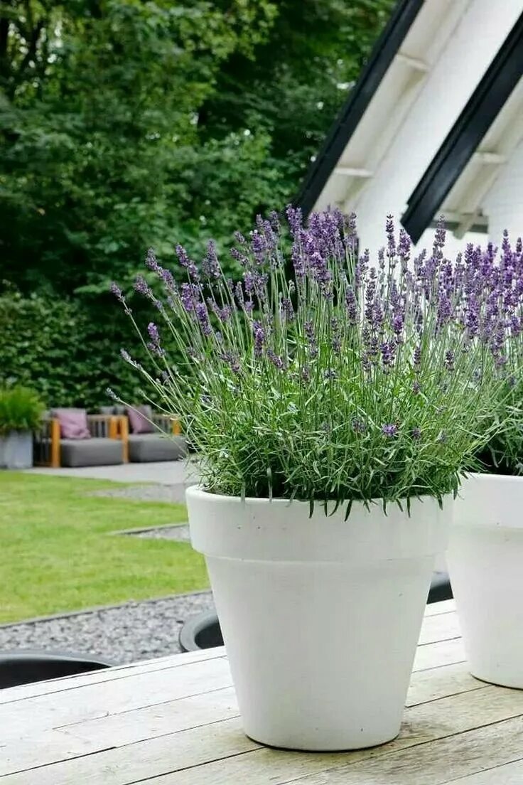 Домашние фото горшка. Лаванда узколистная в горшке. Лаванда узколистная комнатная. Лаванда узколистная куст в горшке. Лаванда узколистная Манстед в горшке.