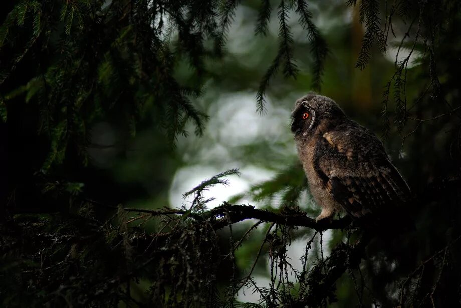 ночная сова. ночные птицы леса. бородатая неясыть. сплюшка сыч сипуха. неясыть обыкновенная.