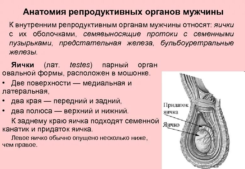 Репродуктивные органы мужчины. Бульбоуретральные железы анатомия. Анатомия детородного органа мужчины. К внутренним репродуктивным органам мужчины относят.