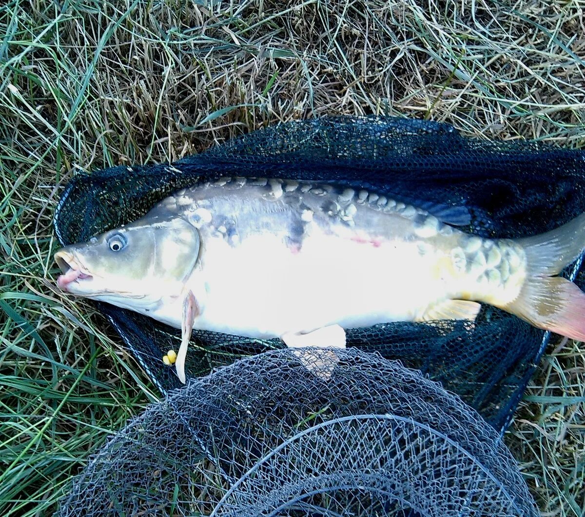 Рыбалка на кмв. Карта прудов ставропольского края. Рыболовные водоемы ставропольского края. Рыбалка кмв. Водоемы кмв для рыбалки.