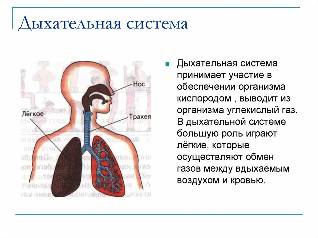 Система органов дыхания человека 3 класс. Влияние физической культуры на дыхательную систему. Влияние физических упражнений на дыхательную систему. Влияние физкультуры на дыхательную систему. Роль дыхательной системы 3 класс