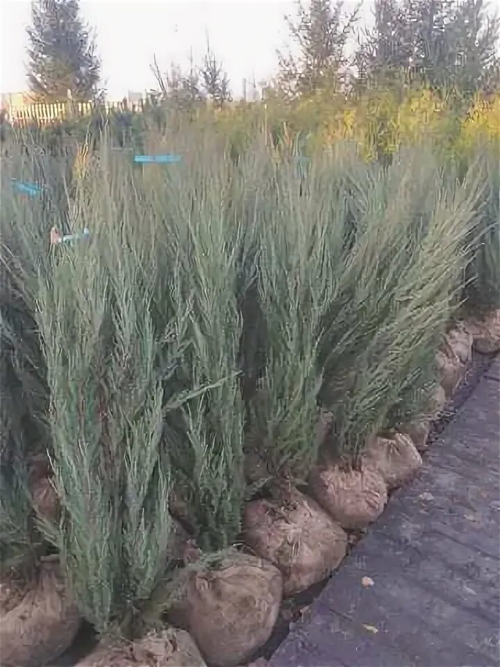 Можжевельник скальный скайрокет (juniperus scopulorum skyrocket). Можжевельник скайрокет высота. Можжевельник скальный блю эрроу. Можжевельник скайрокет корневая система. Можжевельник скальный корневая система.