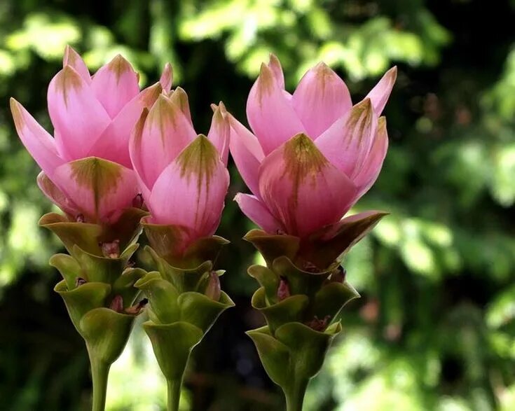 Pin on Plant care