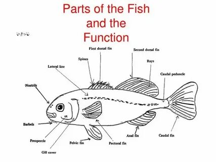 Parts topic