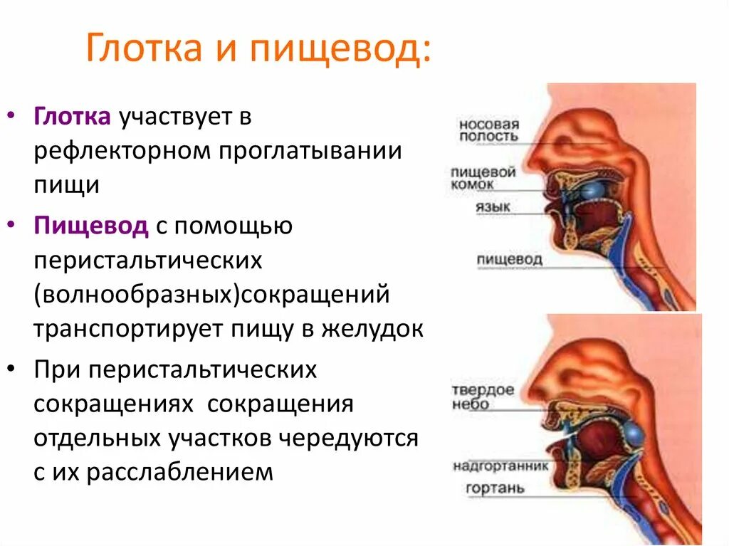 Механизм пищевода