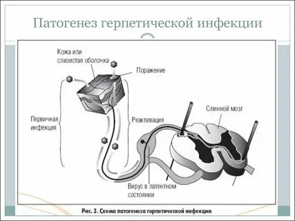 Механизм развития инфекции