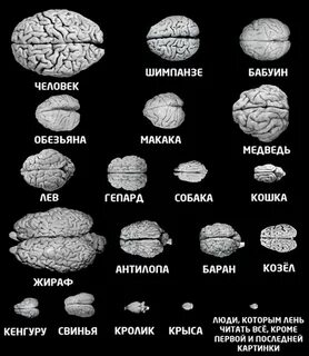 Определить размер мозга