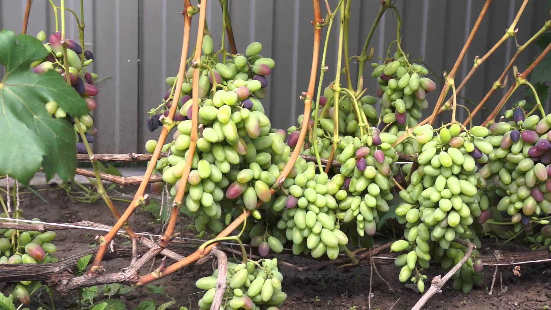 Выращивание винограда в средней