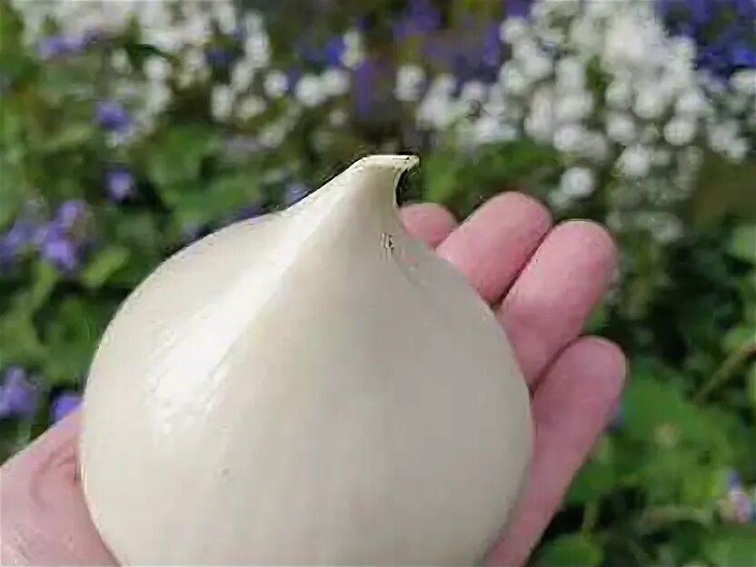 Лук афлатунский анзур. Анзур. Анзур. Суворовский чеснок-лук анзур. Суворовский чеснок-лук анзур.
