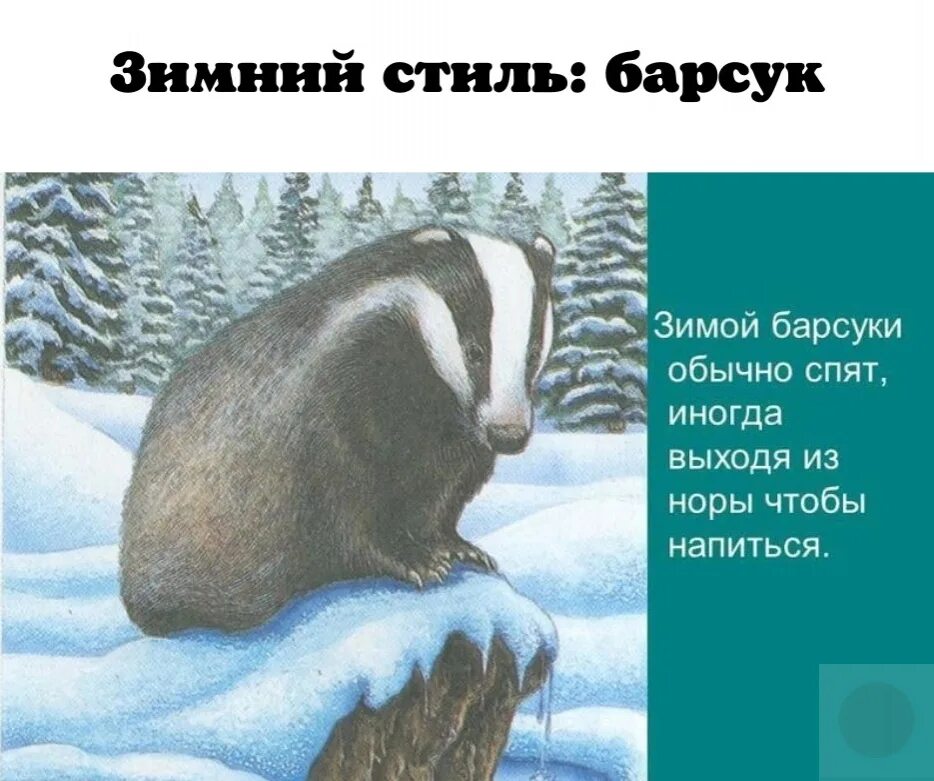 Еще спят в своих теплых норах. Барсук зимой. Барсук зимует. Картинка барсук зимой.